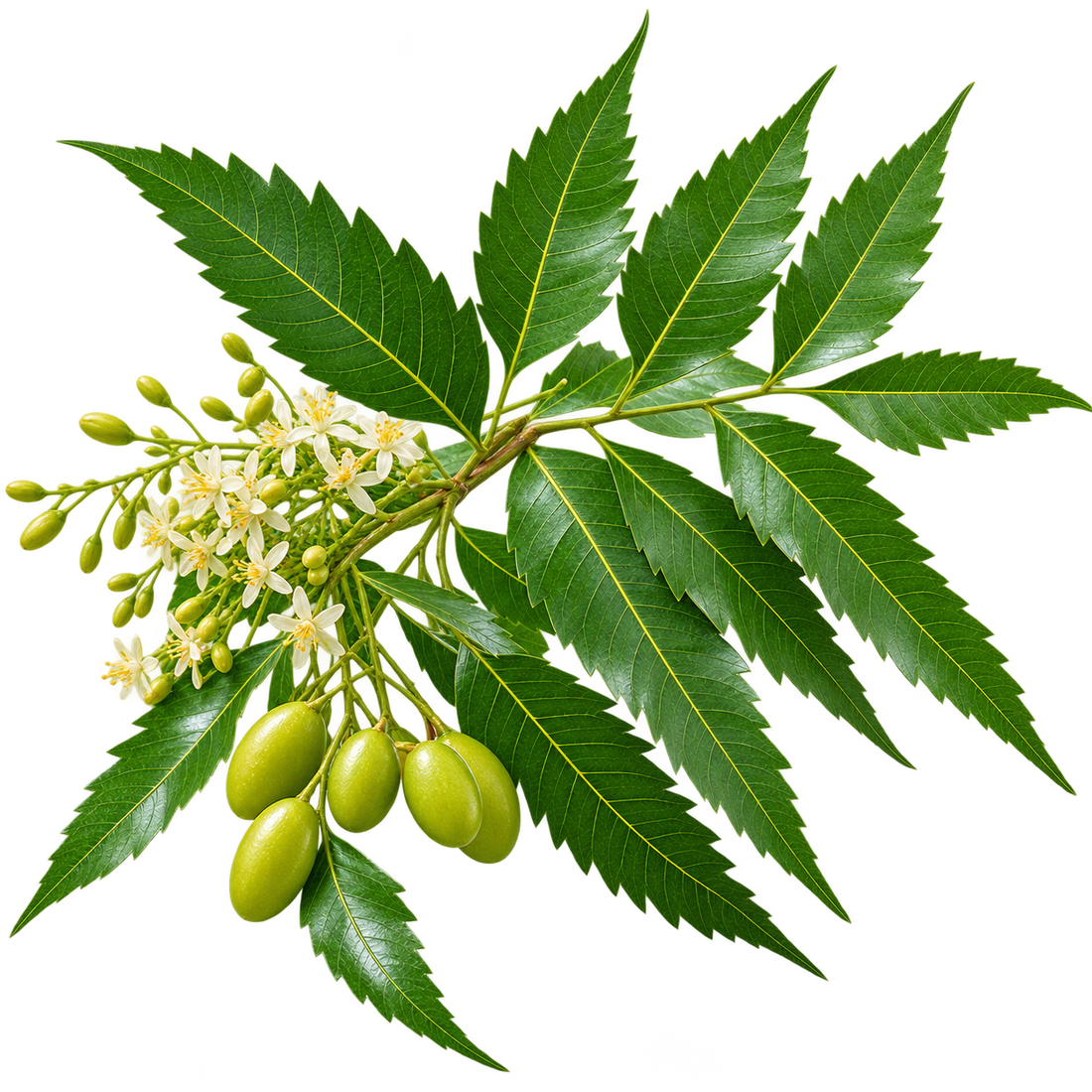 Neen Leaf Extract
