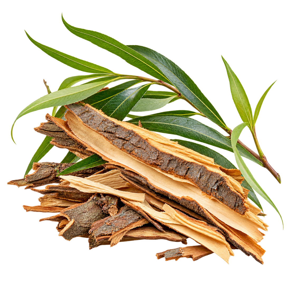 Willow Bark Extract